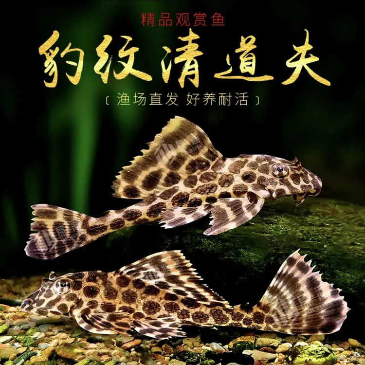 【精品豹纹】清道夫热带鱼观赏工具鱼黑色清道夫异形清洁活体