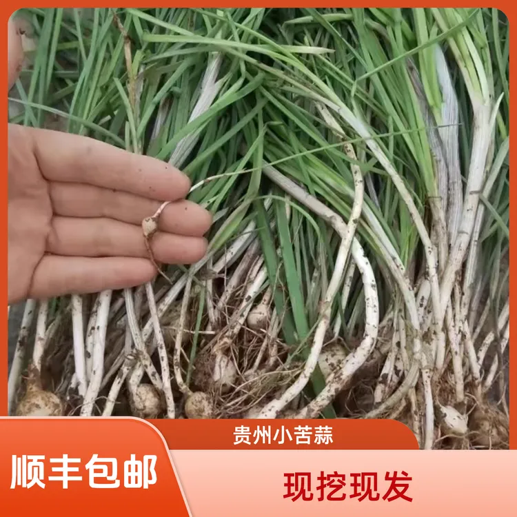贵州大山现挖新鲜野葱露天自然生长口感鲜香顺丰包邮