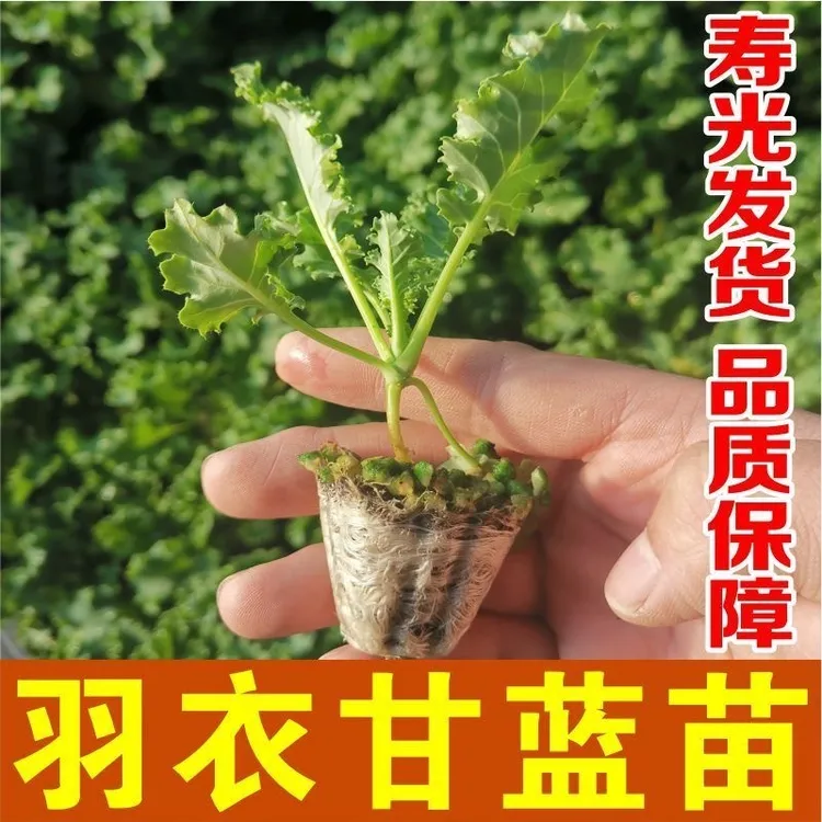 羽衣甘蓝秧苗食用种子耐寒抗病食用沙拉四季阳台盆栽庭院大田栽培