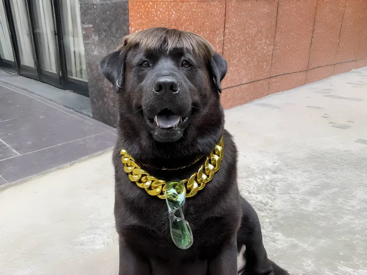 大号狗狗加宽加大金项链CBD塑料小中大型犬通用装饰项链可拆卸