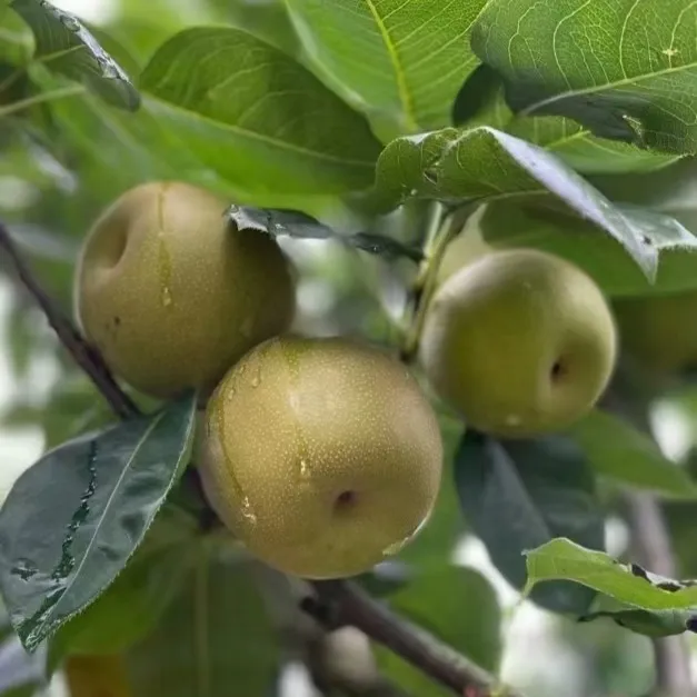 福建三明建宁2025年特产翠冠梨