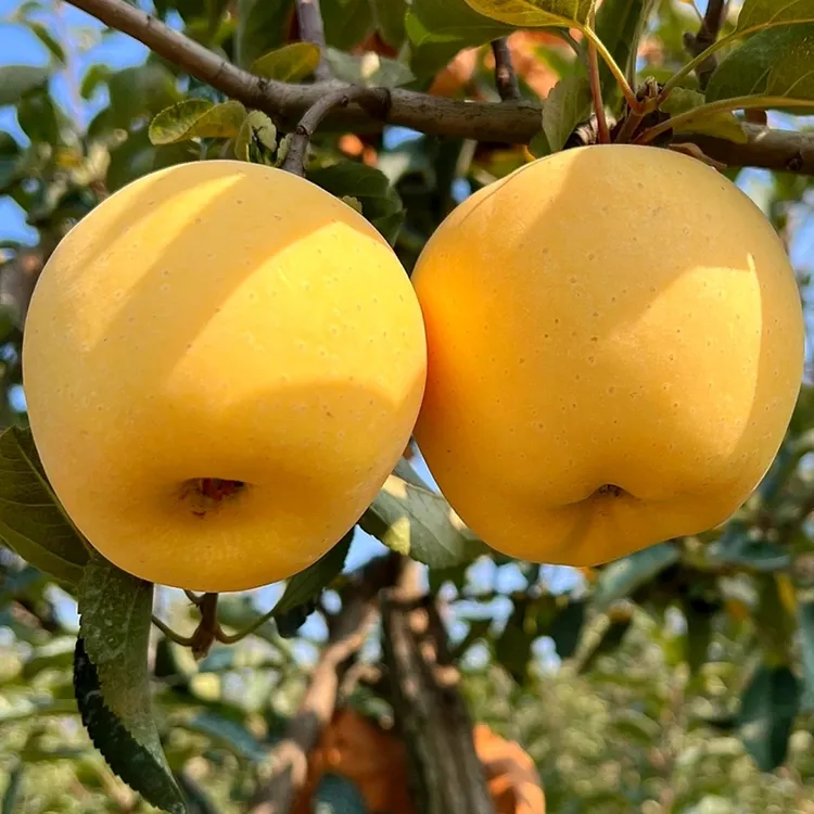 【今年新果】正宗黄金奶油苹果脆甜多汁新鲜山东烟台栖霞苹果5斤