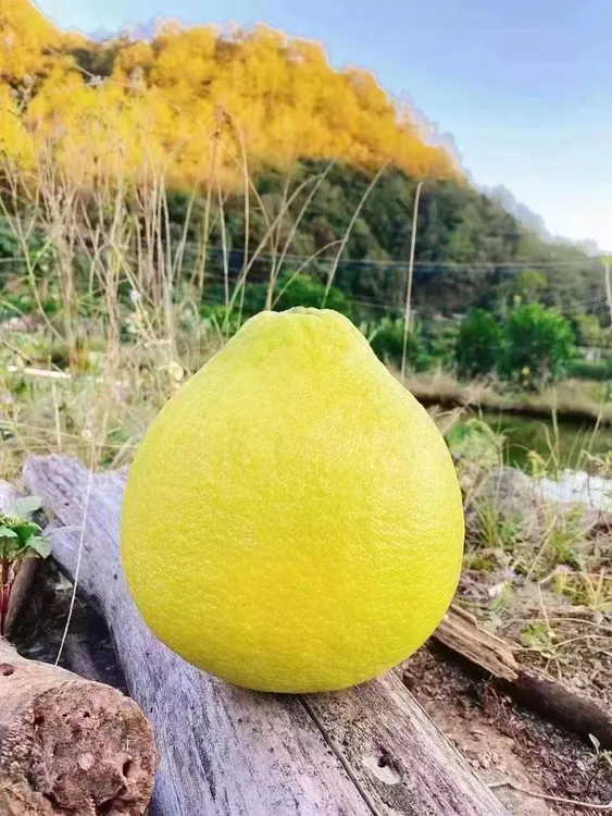 梅州沙田柚高山种植纯甜无酸自家果园产地发货包邮