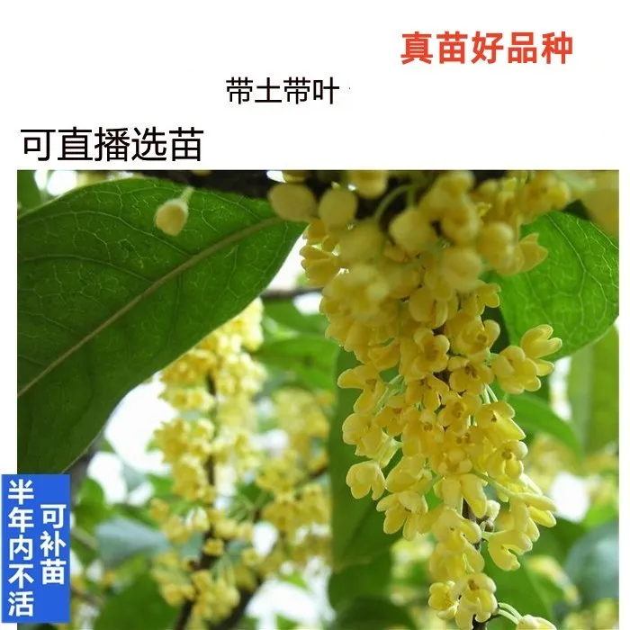 纯种天香台阁九龙桂中华龙桂四季黄金桂南北桂花苗木花卉盆栽地栽