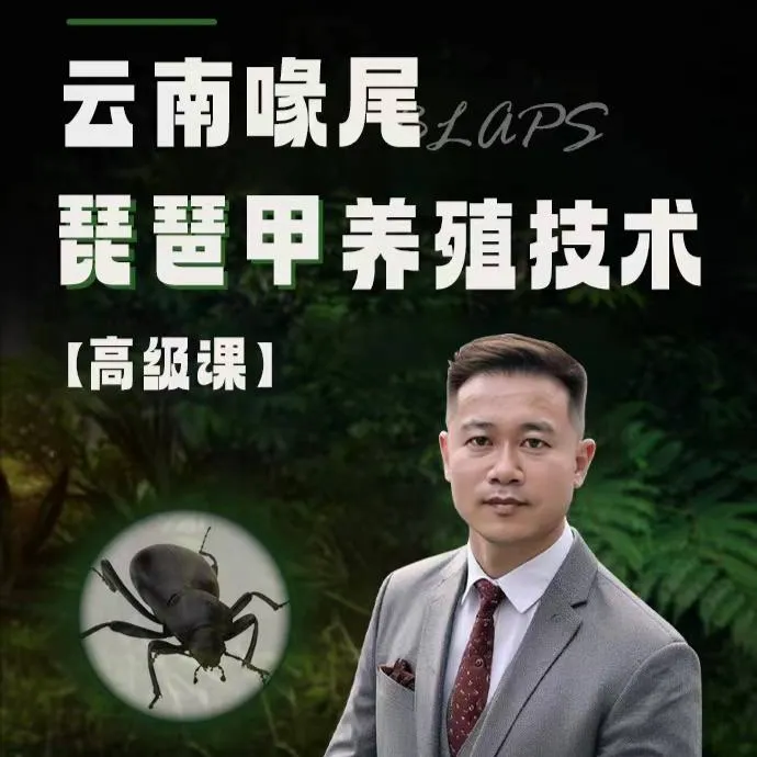 云南喙尾琵琶甲养殖技术【高级课】