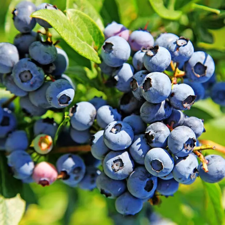 江苏蓝莓小镇特产蓝莓脆甜口感大果125g /8盒装15-18尺寸坏果包赔