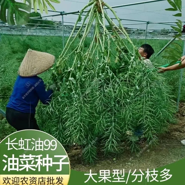 长虹油99黑籽油菜高产抗病抗倒耐寒高出油原装正品油菜种子