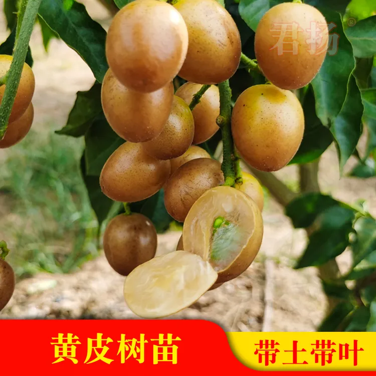 广西嫁接黄皮果树苗无核鸡心黄皮树苗黑黄皮冰糖黄皮果苗盆栽地栽