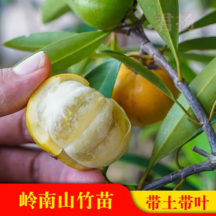 岭南山竹子又称罗蒙树罗檬树 竹节果黄牙树苗 粘牙仔苗