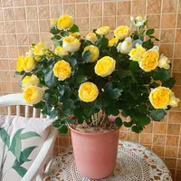 天狼月季 金丝que 月季 多季开花阳台大花微型月季