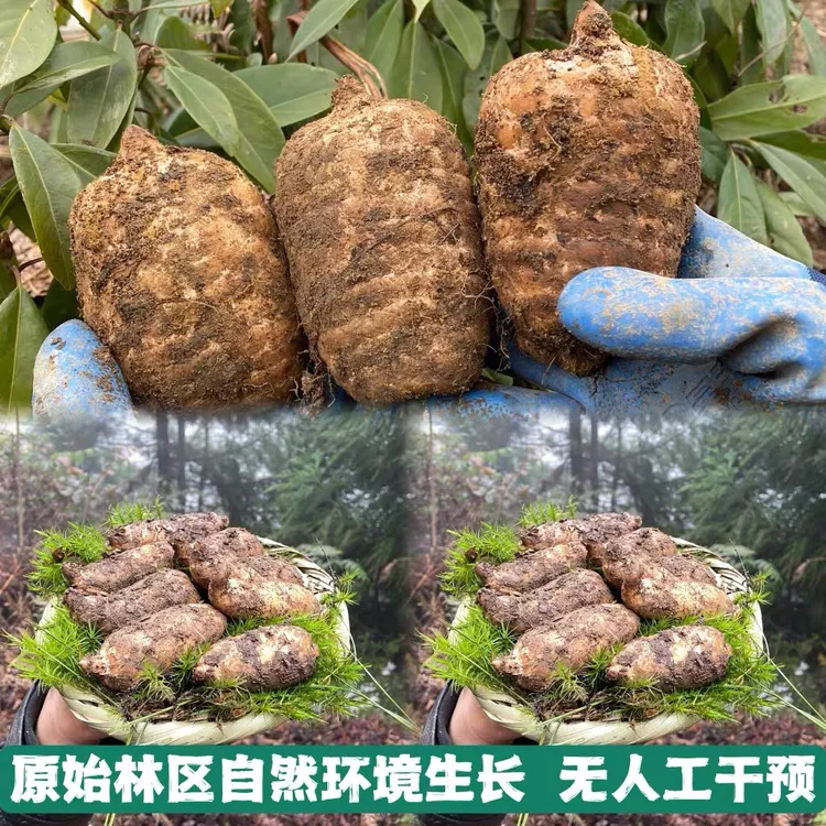 云南昭通小草坝新鲜天麻林下三年仿野生不施肥不打药1斤3斤5斤