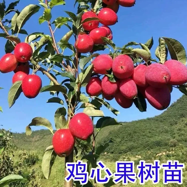 【当年挂果】正宗鸡心果嫁接苗耐寒南北方种植盆栽地栽矮化苹果树苗