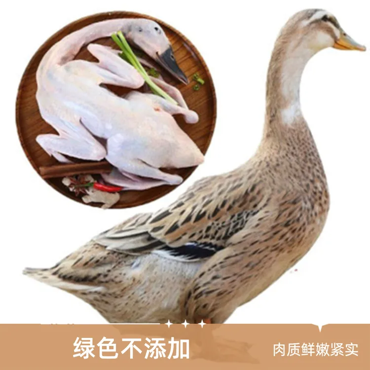 鸭子麻鸭两只4斤全仔鸭带掌带翅活鸭宰杀现发顺丰运输