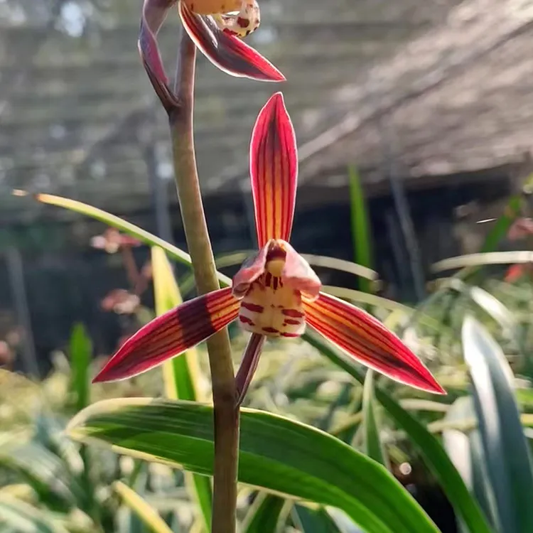 金边墨兰银托年宵花春节花期开红花室内花卉盆栽好养年年赏花