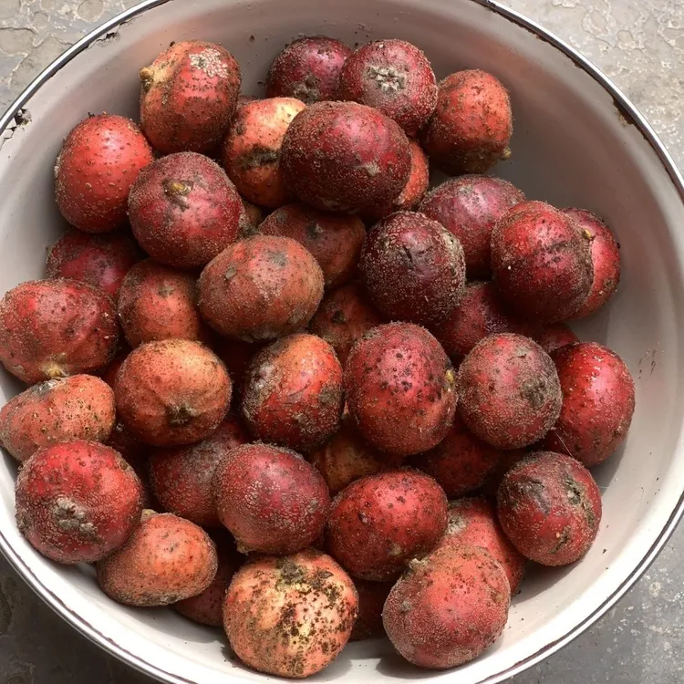 食纷玩美贵州特产野地瓜土地瓜地泡地枇杷地石榴地瓜熟500g