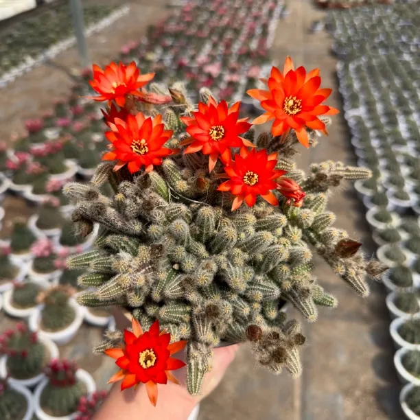 白檀毛毛虫仙人球以直播间展示为准掉头正常介意勿拍