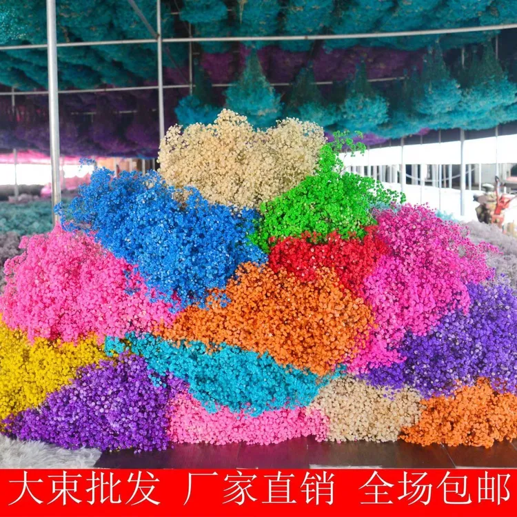 云南干花满天星永生满天星客厅家居装饰工艺DlY花材纪念日求婚