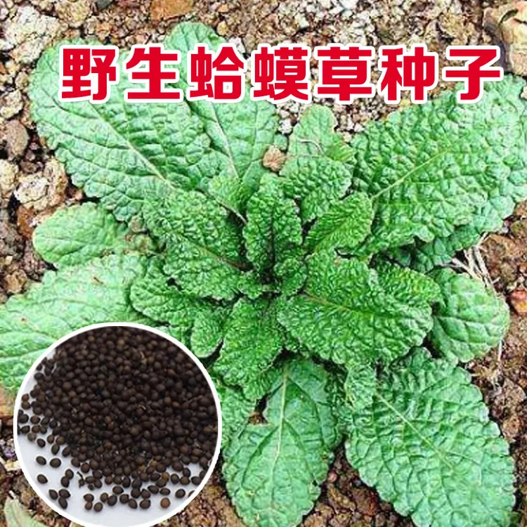 蛤蟆草种子野菜药膳蔬菜籽中草药蟾蜍草可晒干泡茶对籽春季简单