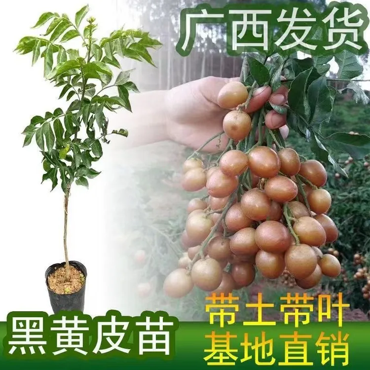 大果黄皮苗出世甜无核黑黄皮嫁接树苗矮化耐寒南方当年结果