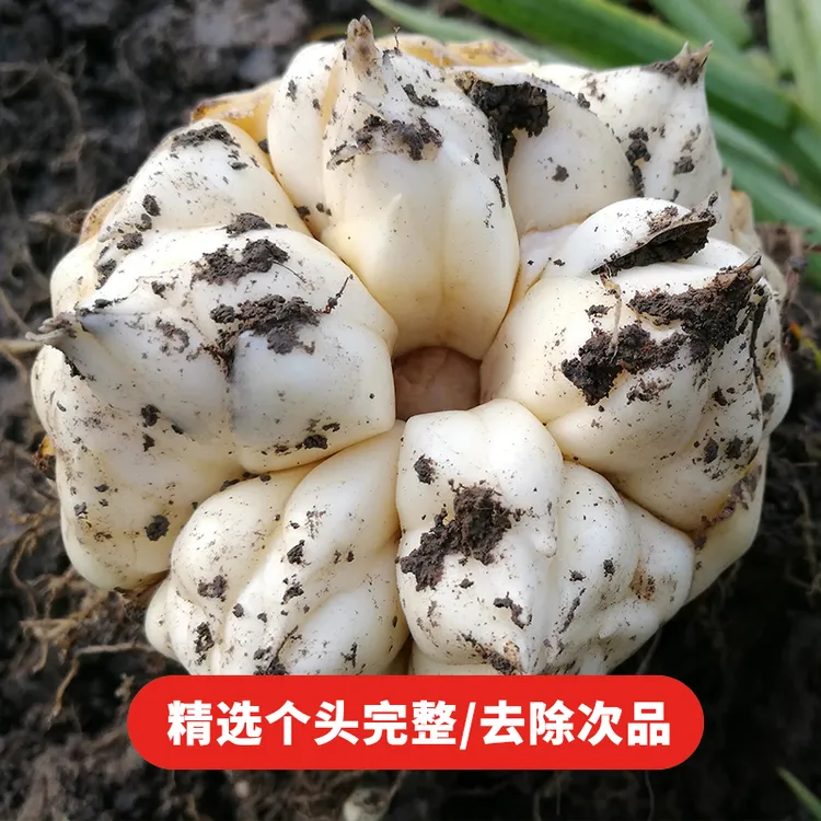 宜兴优质天然鲜百合 精选土特产 现挖现发5斤（精品大果约15个）