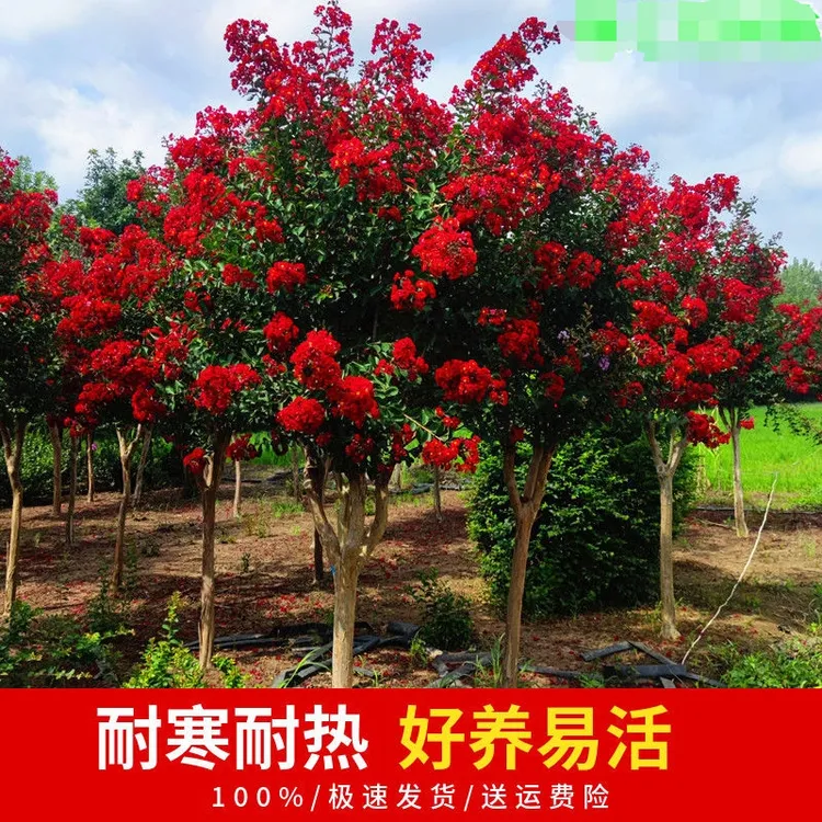木槿花庭院红花紫薇树苗盆栽百日红可室内外种植当年开花