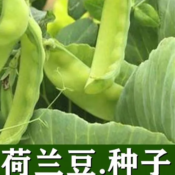 荷兰豆种籽四季豌豆种易种植菜豌豆荷兰豆种籽春秋播庭院蔬菜种子