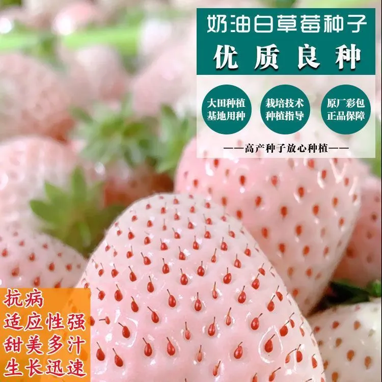 【奶油白草莓】甜奶油草莓籽四季开花结果草莓籽庭院阳台盆栽种子