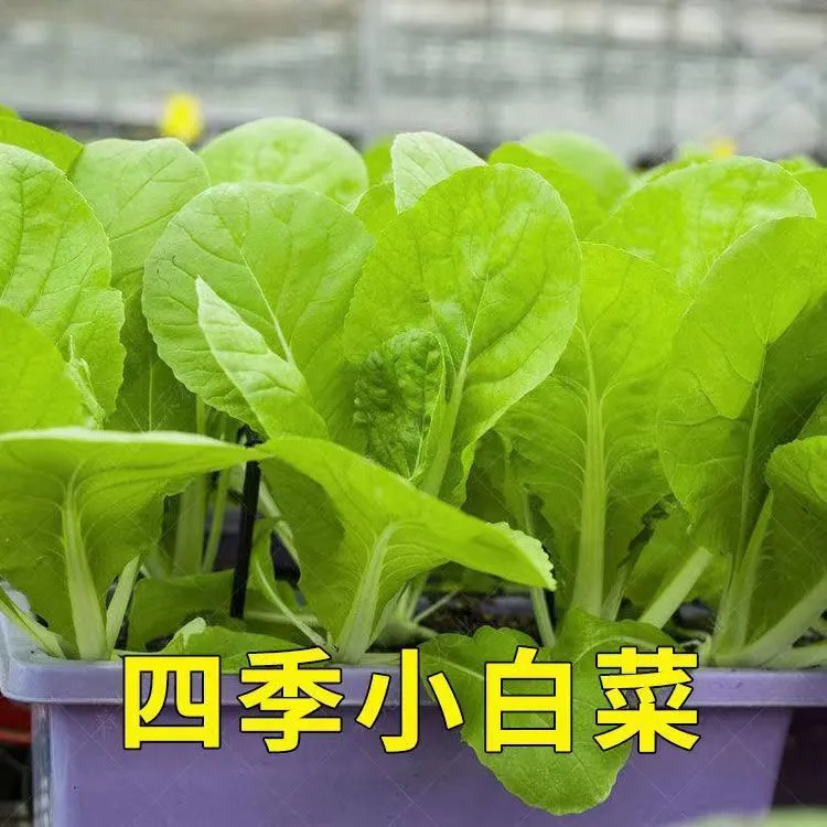 四季小白菜种子早熟脆嫩甜阳台庭院种菜种籽白菜易种蔬菜籽菜种子