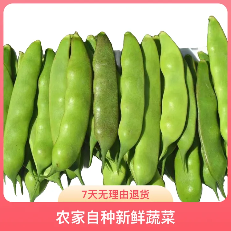 东北九月青油豆角农家自种新鲜蔬菜现摘现发3斤5斤吉林四平包邮