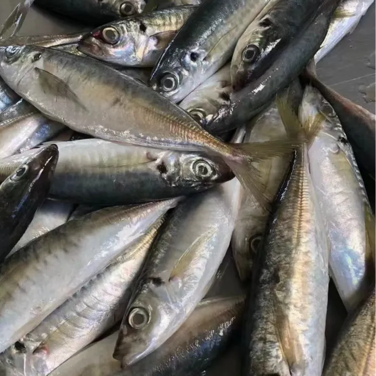 新鲜巴浪鱼5斤 10斤顺丰 顺丰包邮