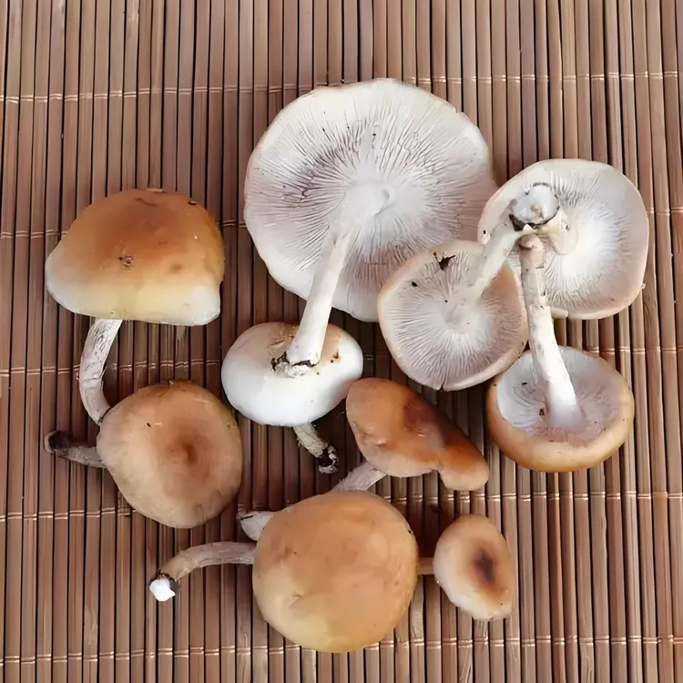 云南菌菇新鲜大朵香蕈当季蘑菇香信火锅煲汤松茸菇
