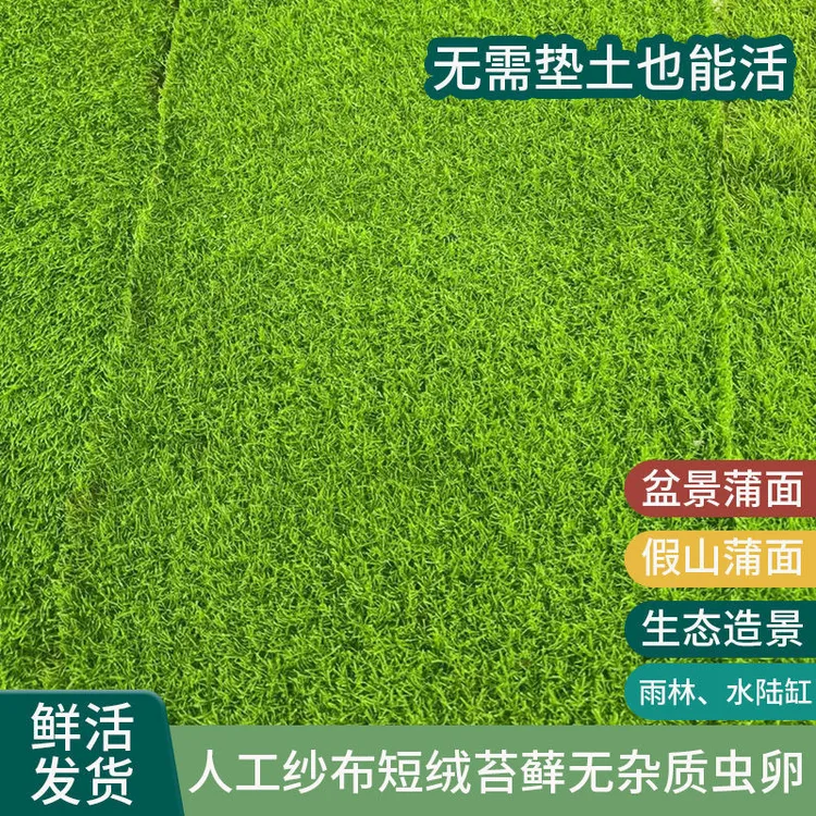 鲜活人工培育纱布短绒苔藓微景观盆景庭院造景雨林水陆缸铺面草皮商品图