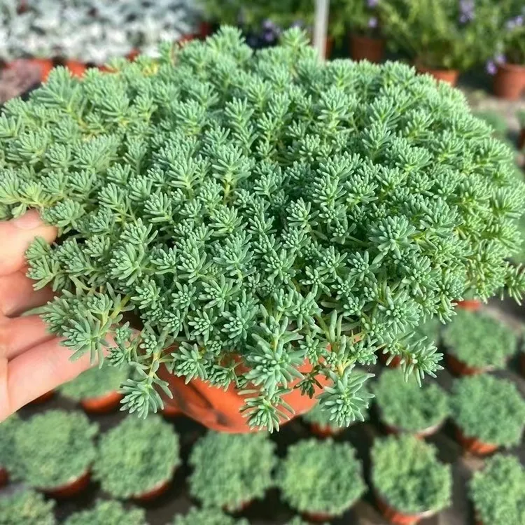 薄雪万年草中华景天黄金佛甲草四季常青庭院耐寒室外植物花园花镜