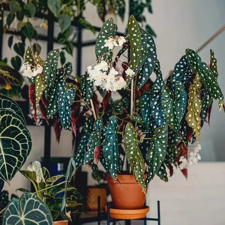 买三送一进口秋海棠 ins风网红绿植盆栽室内阳台客厅欧式植物花卉