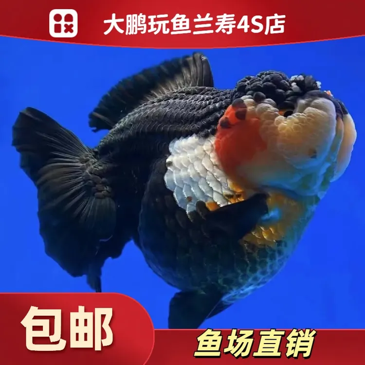 玛丽兰寿活体观赏鱼渔场直销品质保障包邮包活