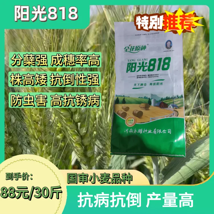 阳光818国审高产稳产小麦种抗倒伏抗倒春寒产量种植品种耐旱优质