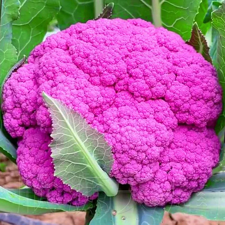 彩色花椰菜西兰花松花菜宝塔菜紫花菜春农四季阳台庭院大田播蔬菜