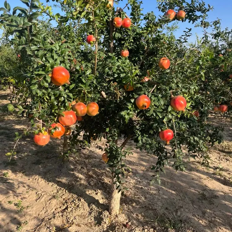 突尼斯软籽石榴盆栽地栽一物一拍