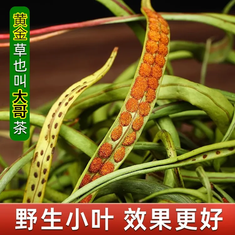 长白山野生小叶黄金草 嗷嗷草 泡茶泡酒深山采摘晒干滋补养生