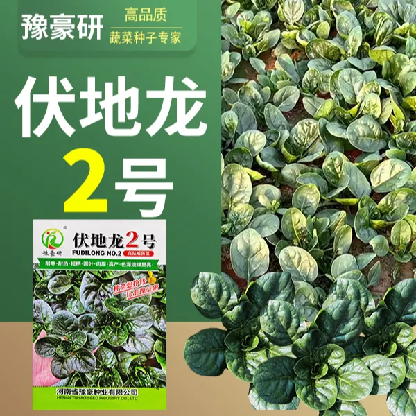 豫豪研【杂交趴地菠菜种子】伏地龙2号黑叶肉厚耐寒热四季菠菜种子