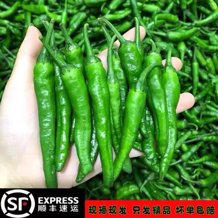 正宗樟树港辣椒湖南本地农家小青椒软皮薄皮辣椒新鲜现摘现发1斤