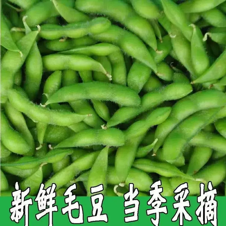新鲜毛豆带壳现摘农家自种蔬菜一整箱带壳现摘现发颗粒饱满时令