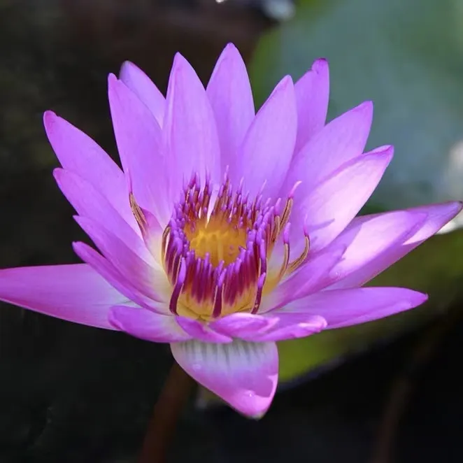 发货荷花莲花大型水生花卉带花带花苞水缸庭院水池客厅养护带香味