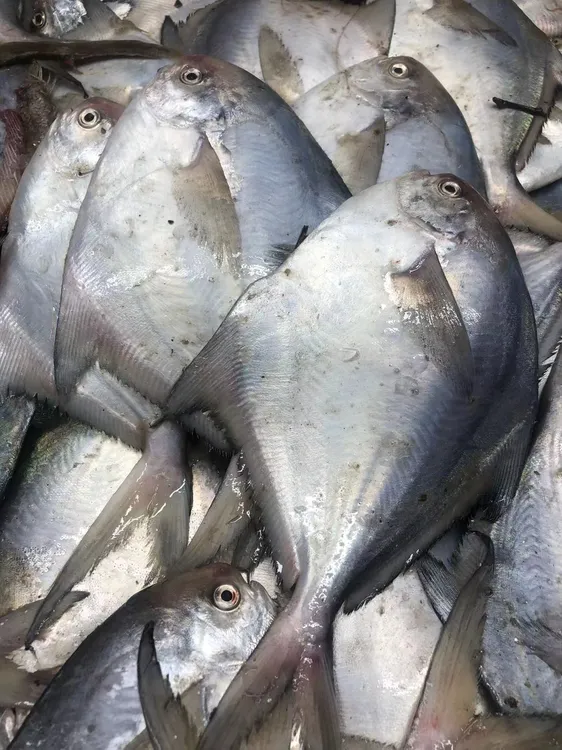 大连当地野生鲳鱼5斤49.9一斤8条左右嫌小勿拍速冻发货