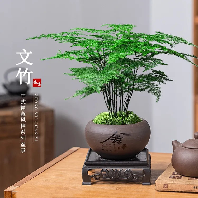 【禅意】文竹客厅盆景盆栽办公室内茶室绿植摆件鲜活花卉带花盆发货