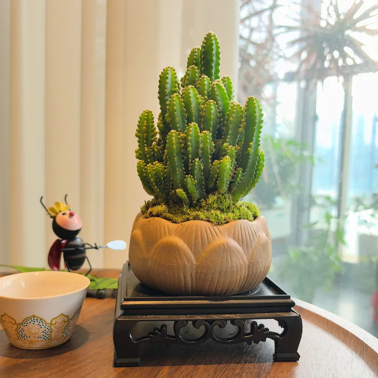 创享绿洲万重山室内盆栽花盆仙人掌耐旱迷你植物客厅盆景茶室绿植
