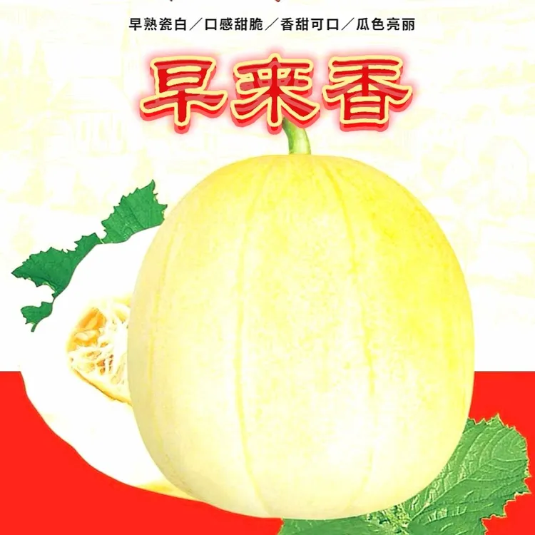 【 早来香 】精品甜瓜香瓜种子（2000粒/袋）极早熟 超甜脆.果型圆润