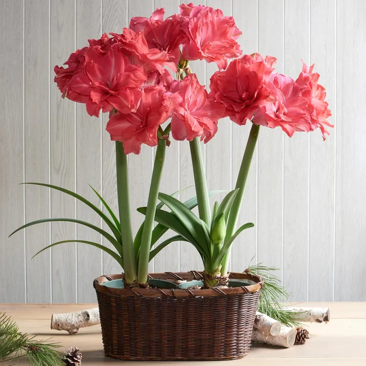 进口朱顶红大种球重瓣多年生糖果仙女玫红色重瓣大花