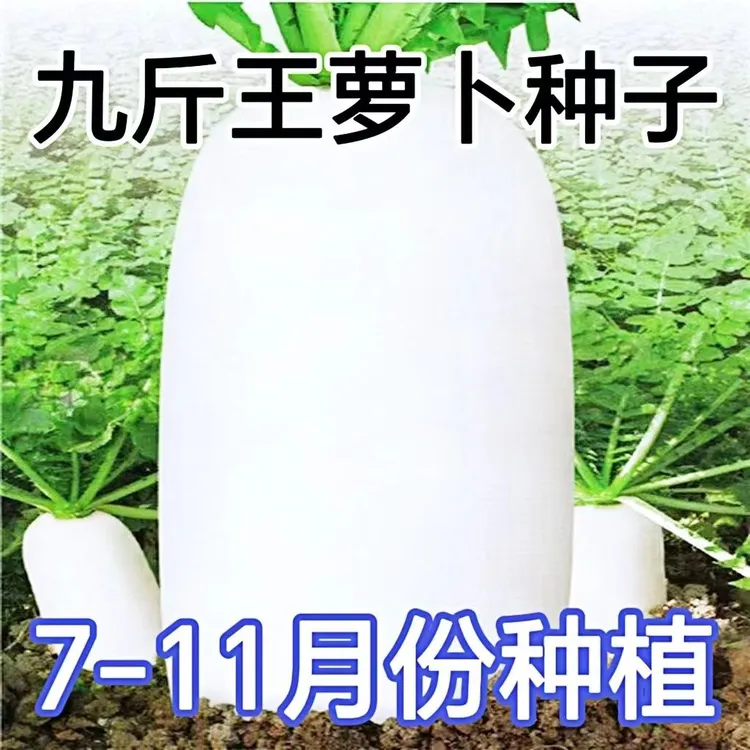 九斤王白萝卜种子春不老萝卜种子不易空心春秋季播种大白萝卜种子
