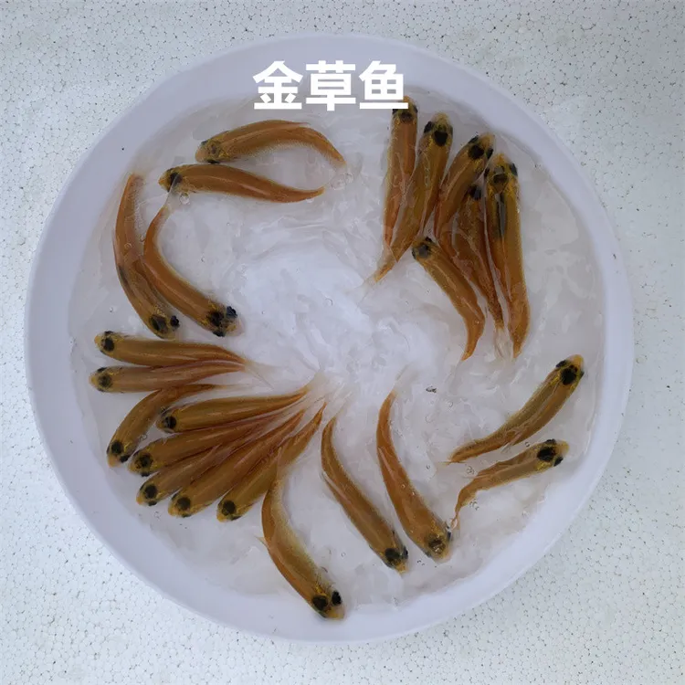 金草鱼金丝草鱼红草鱼观赏养殖宠物水族淡水活体鱼金丝鲩鱼小尺寸